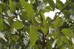 Terminalia chebula